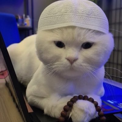 Elif🐆 tweet media