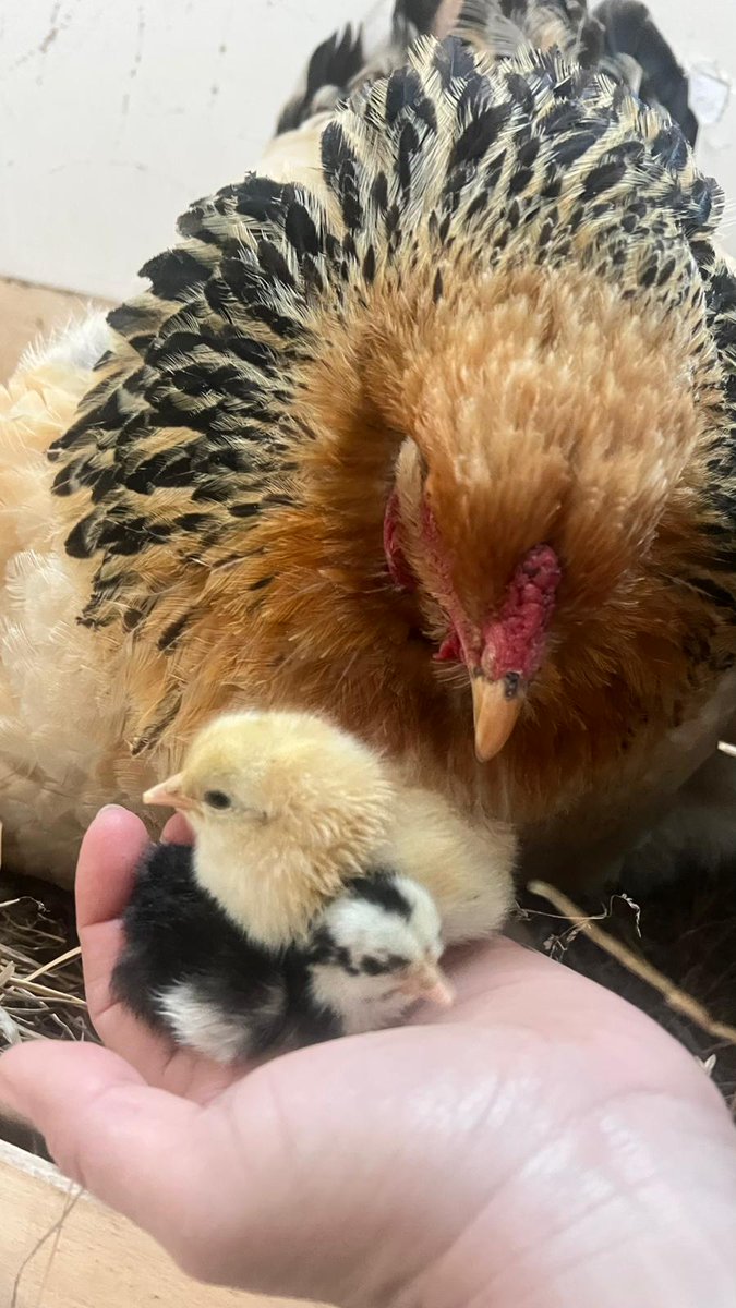 Françoise BEYSSEN tweet media