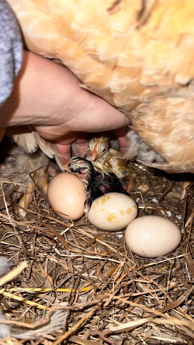 Françoise BEYSSEN tweet media