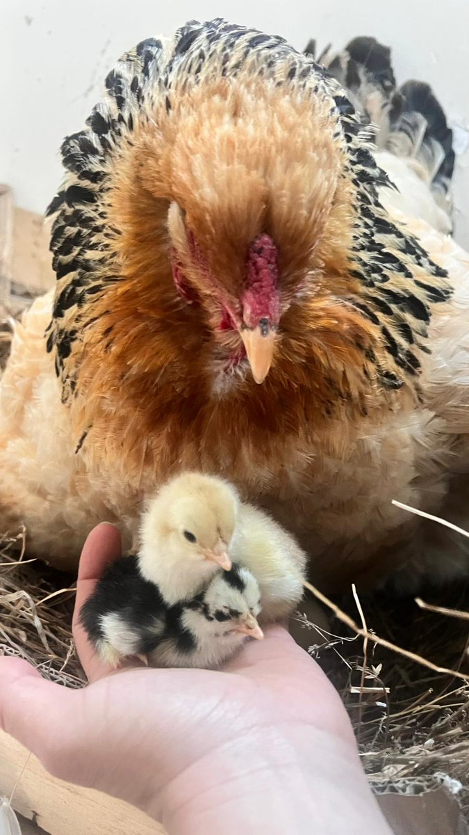 Françoise BEYSSEN tweet media