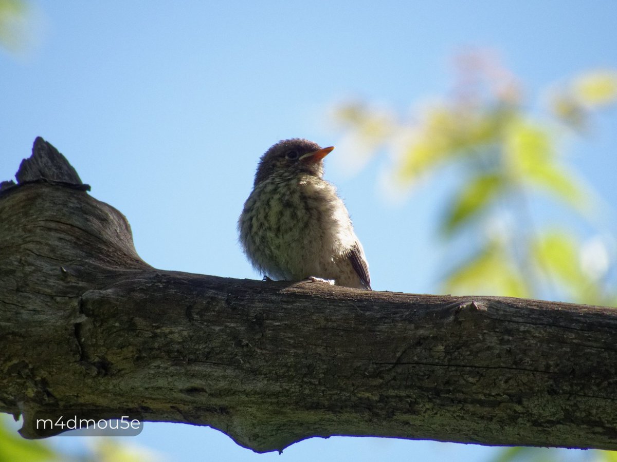 Крипазоид | открытки календари фото с птицами tweet media