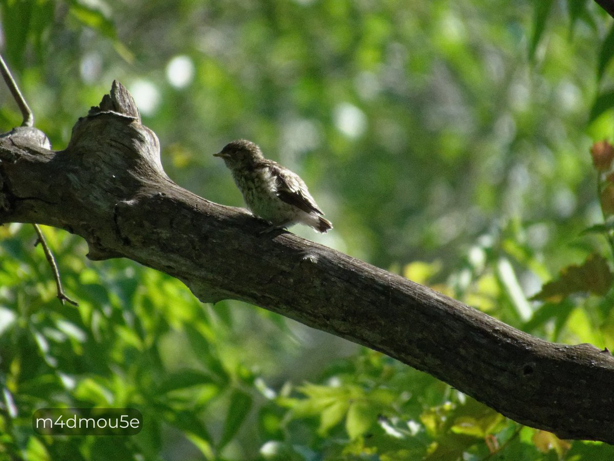 Крипазоид | открытки календари фото с птицами tweet media