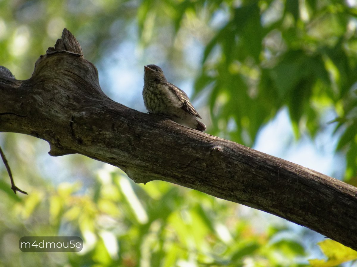 Крипазоид | открытки календари фото с птицами tweet media