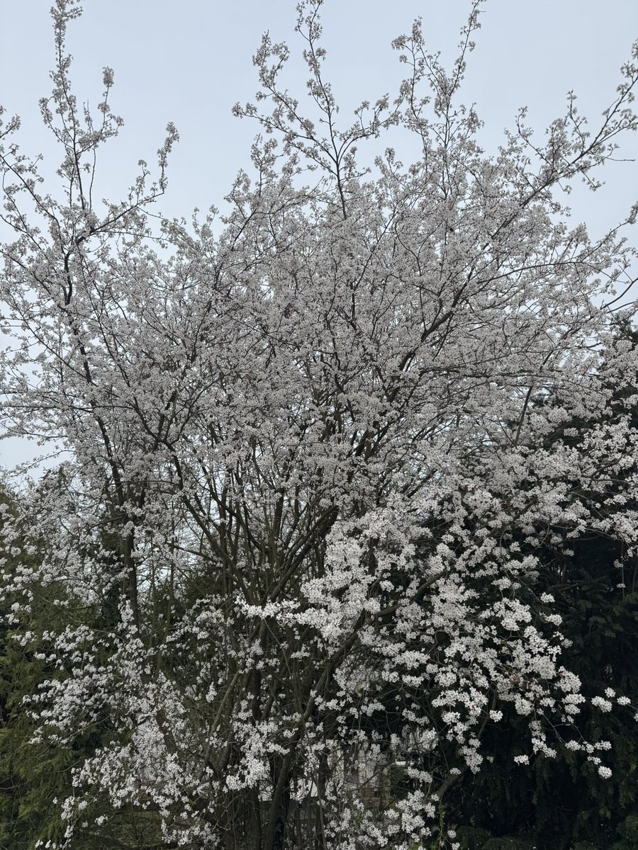 Zeg maar Nancy tweet media