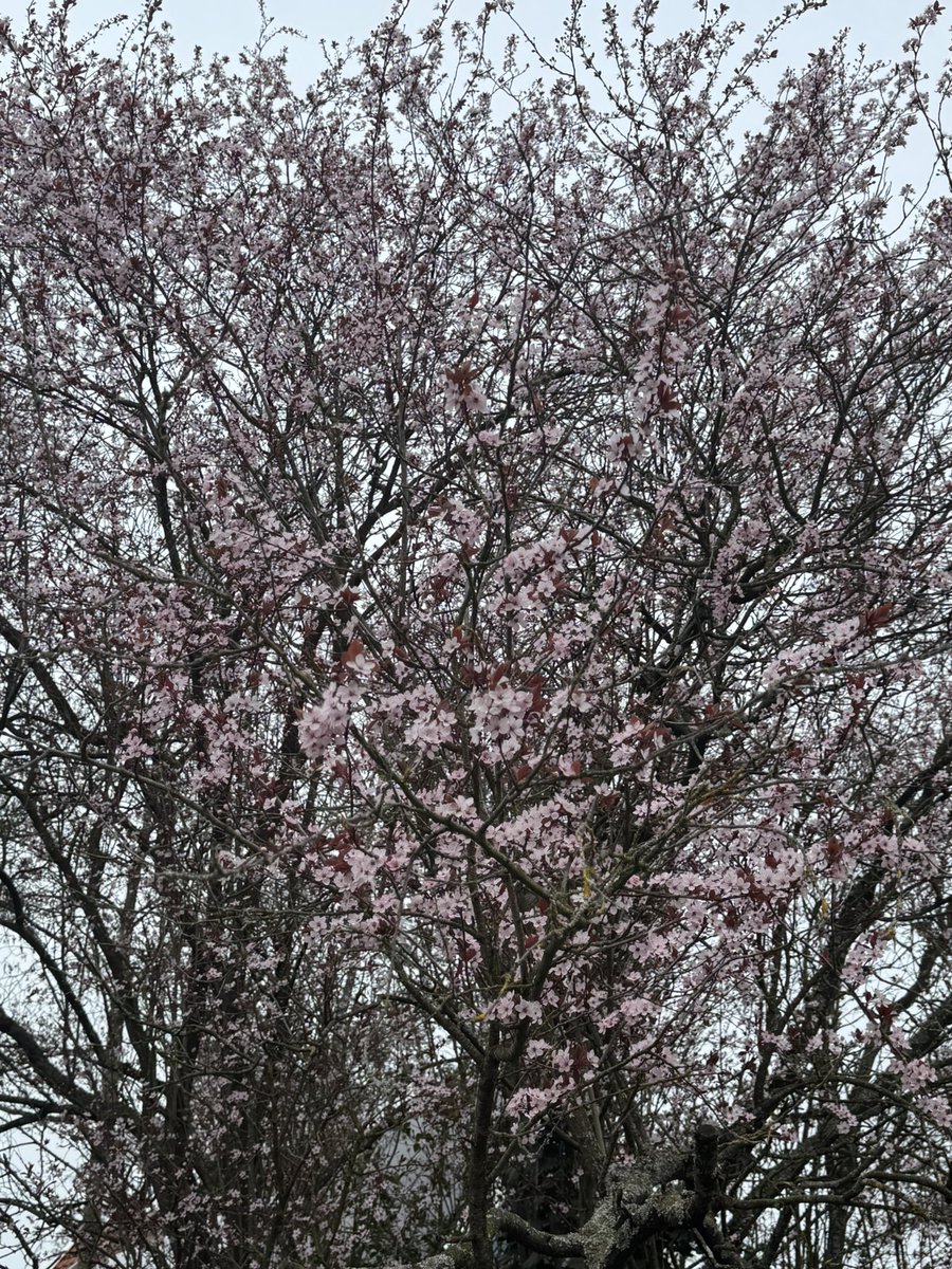 Zeg maar Nancy tweet media