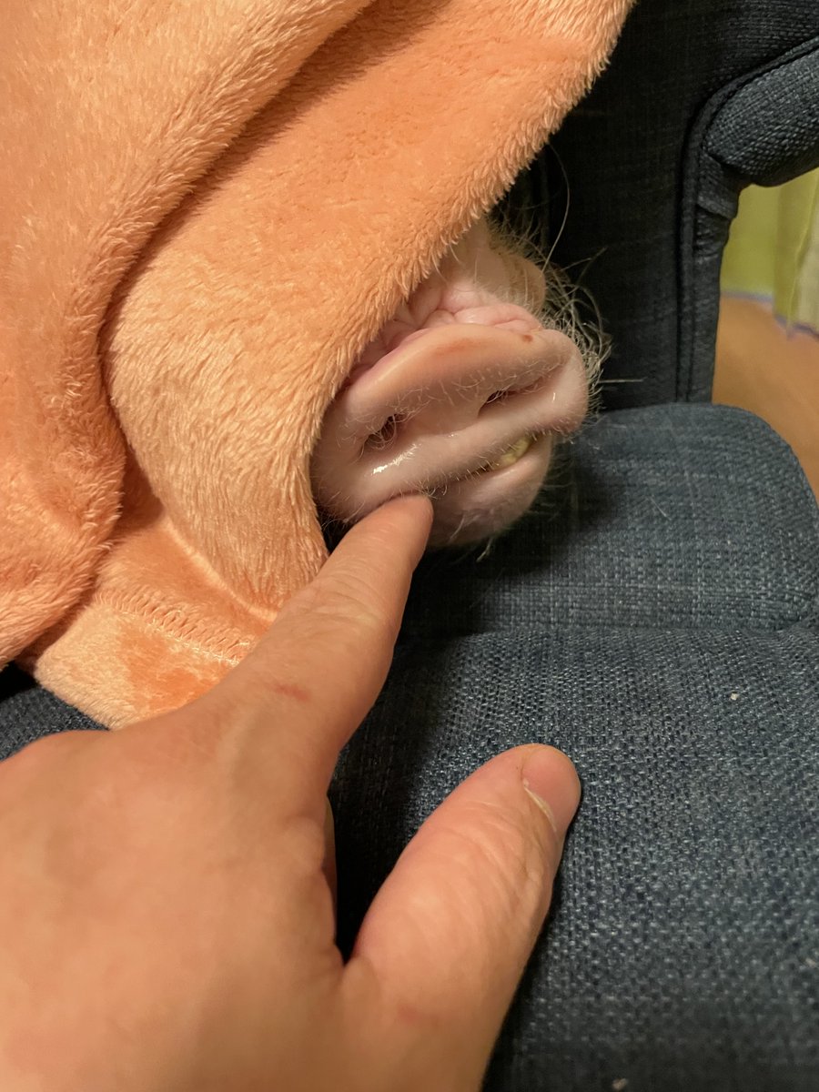 三遊亭志う歌 tweet media