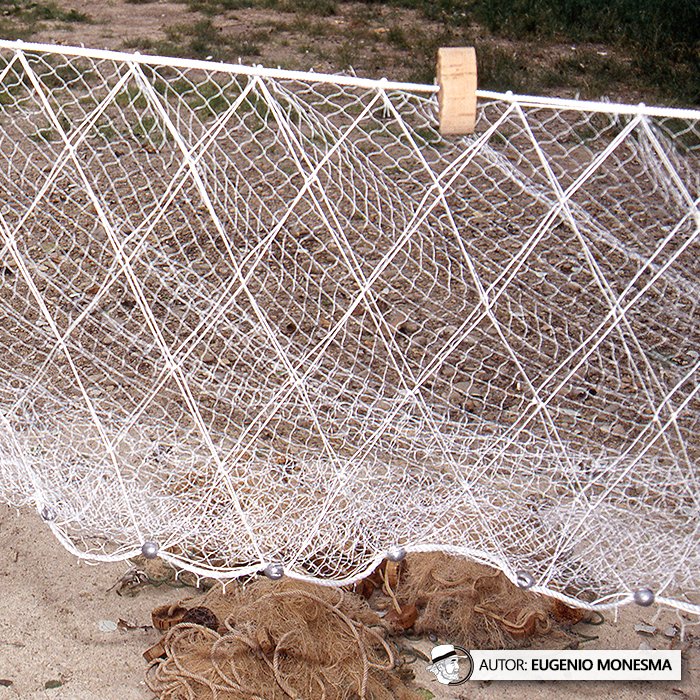 EugenioMonesma's tweet image. 🐟 Hasta 800 kg de #peces en un solo día con #REDES CASERAS (⚠️ técnica hoy prohibida)

Con su barca, Félix salía cada mañana a faenar en el río Ebro con las redes que él mismo confeccionaba a mano con hilos, plomos y corchos.

📽️ Documental COMPLETO (9'): youtu.be/lBg3DddPLUw