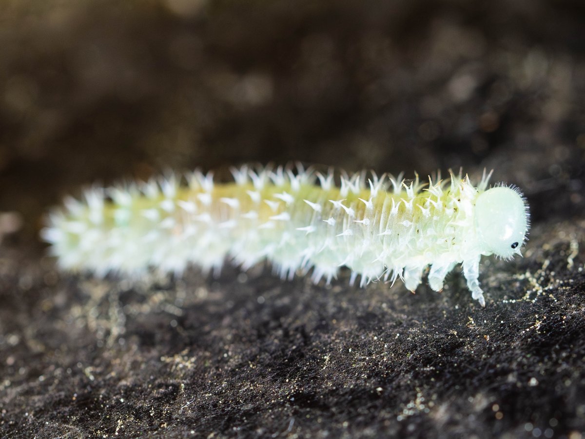 ぺりー tweet media