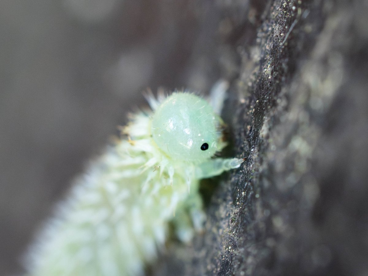 ぺりー tweet media