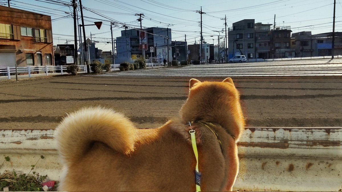 チョビ tweet media