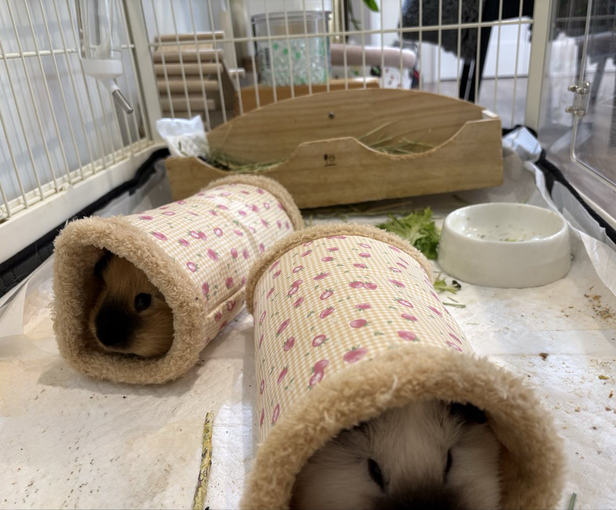 大福きなこ tweet media