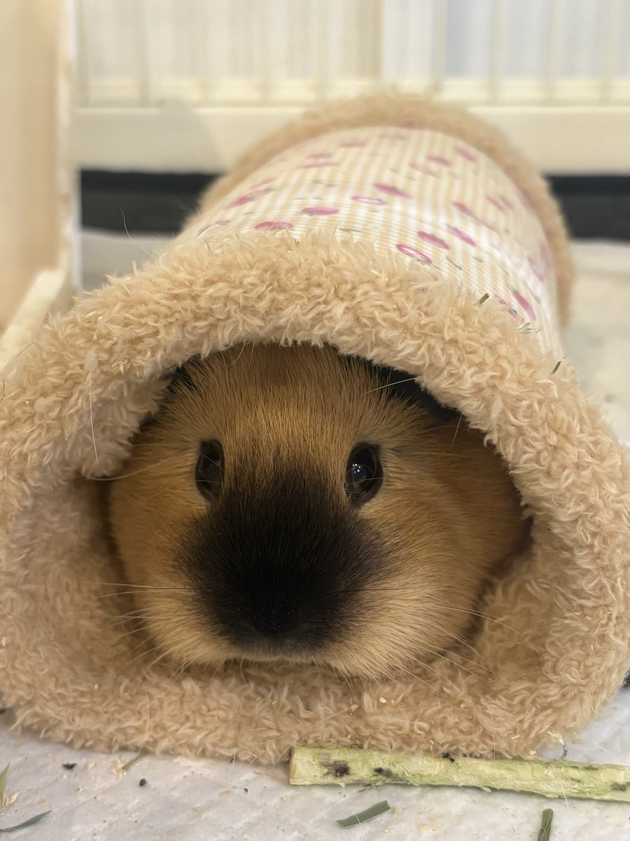 大福きなこ tweet media