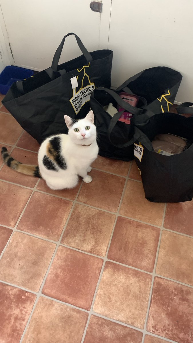 She is happy with the groceries this week (there’s treats in one of the bags)