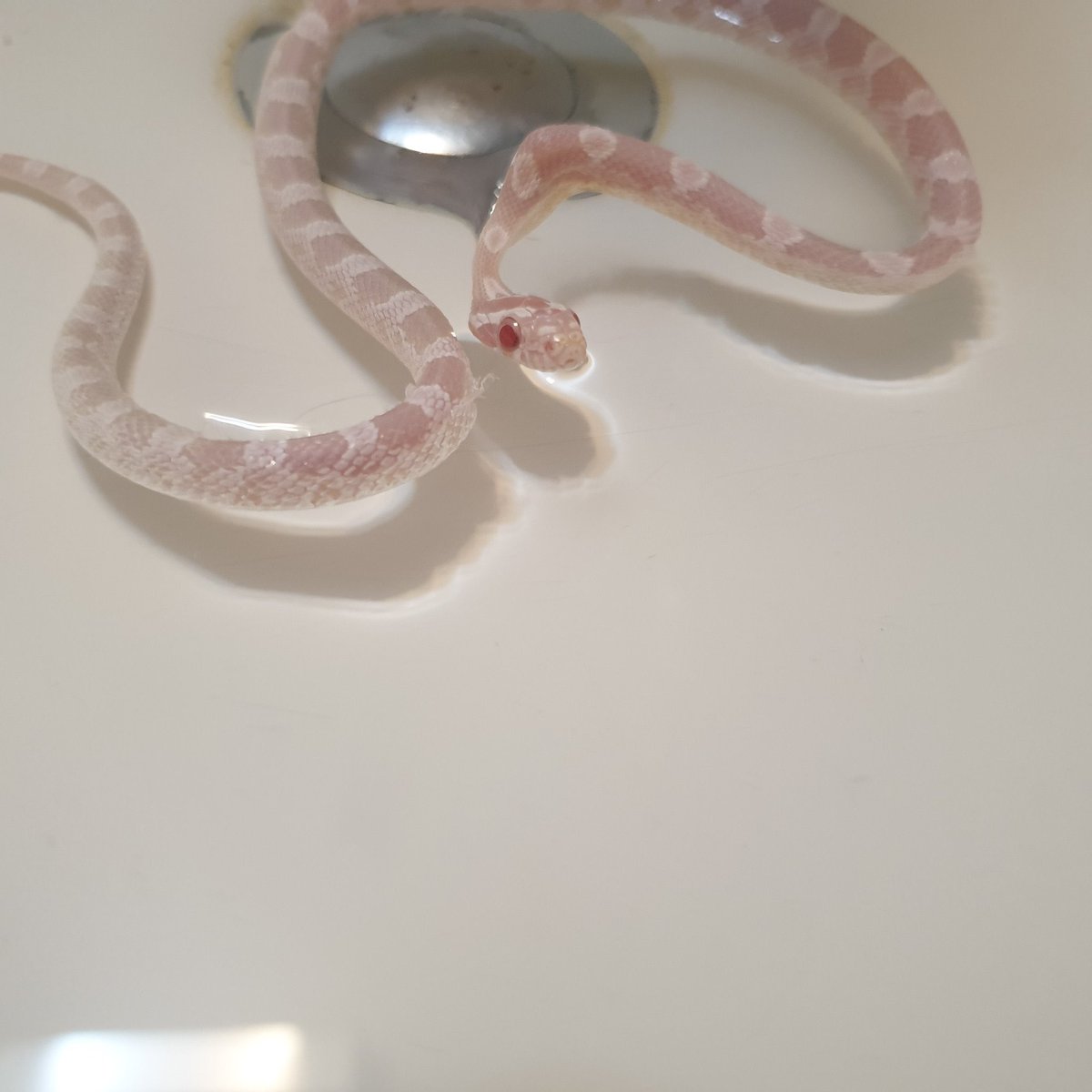 스파개리 tweet media