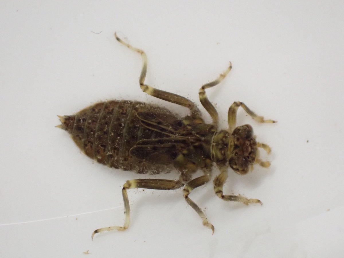 あざらし☆ tweet media