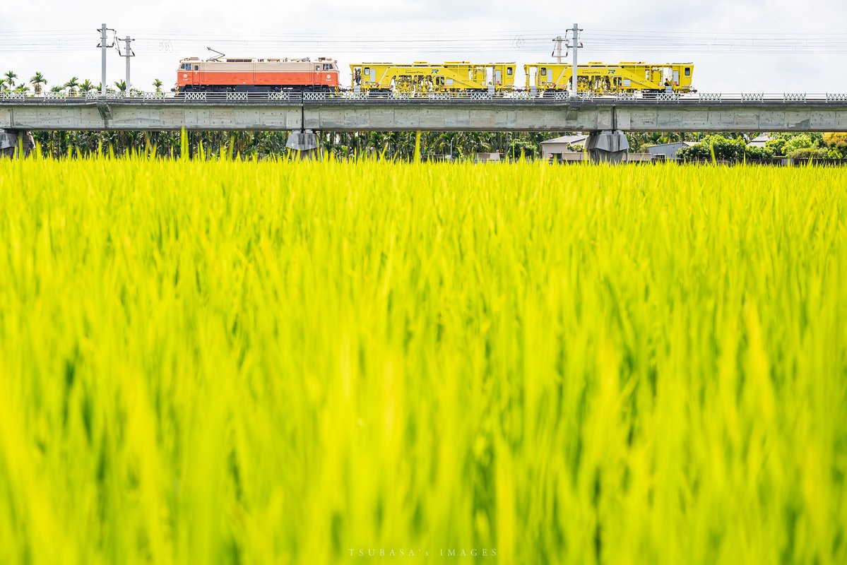 F. P. Cheng tweet media