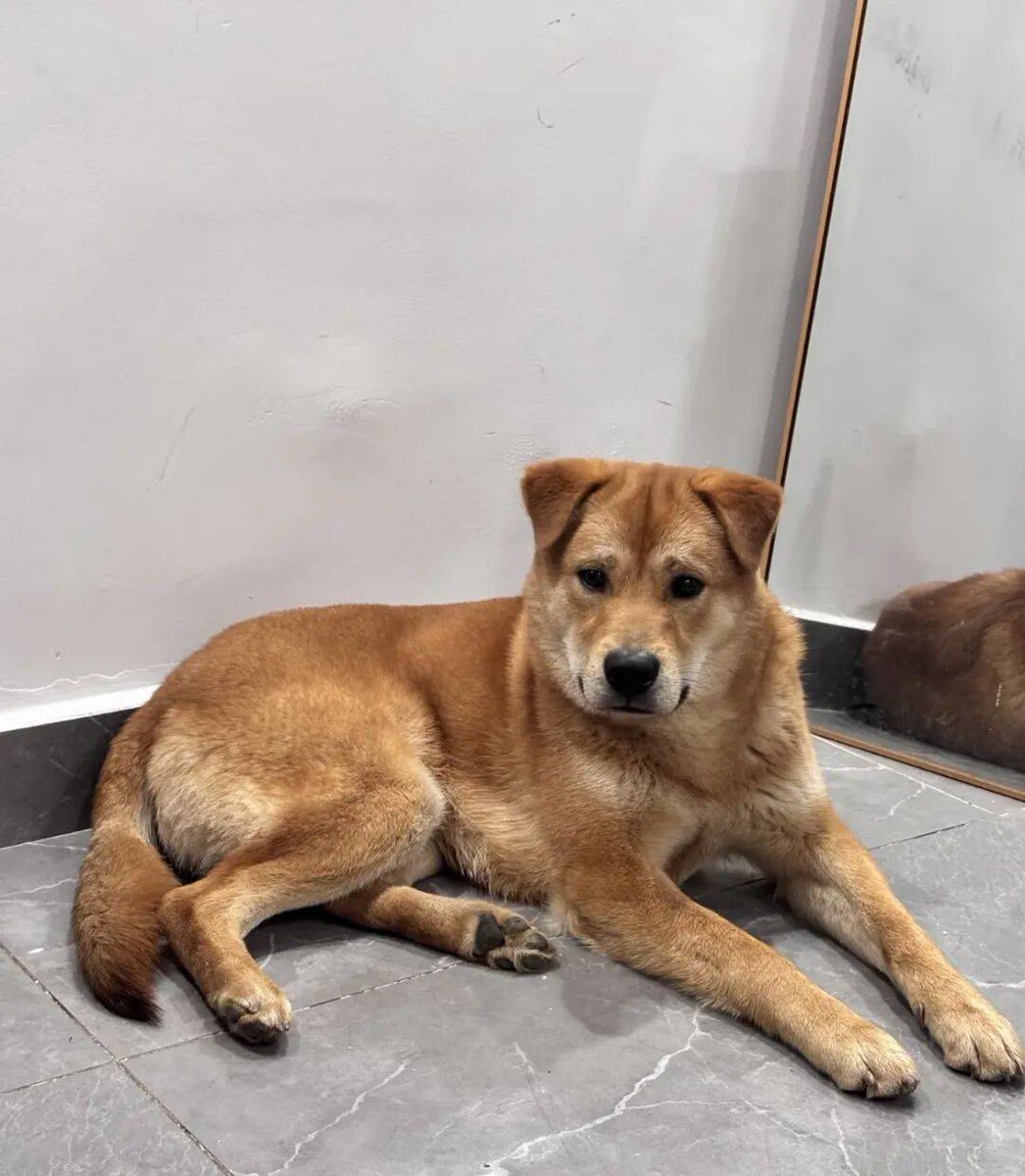 fayez chaar tweet media