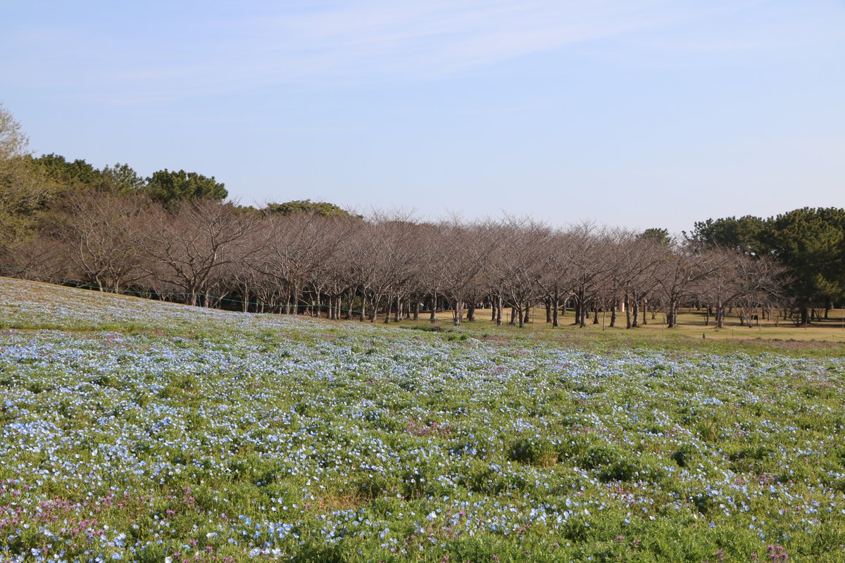 海の中道海浜公園 tweet media