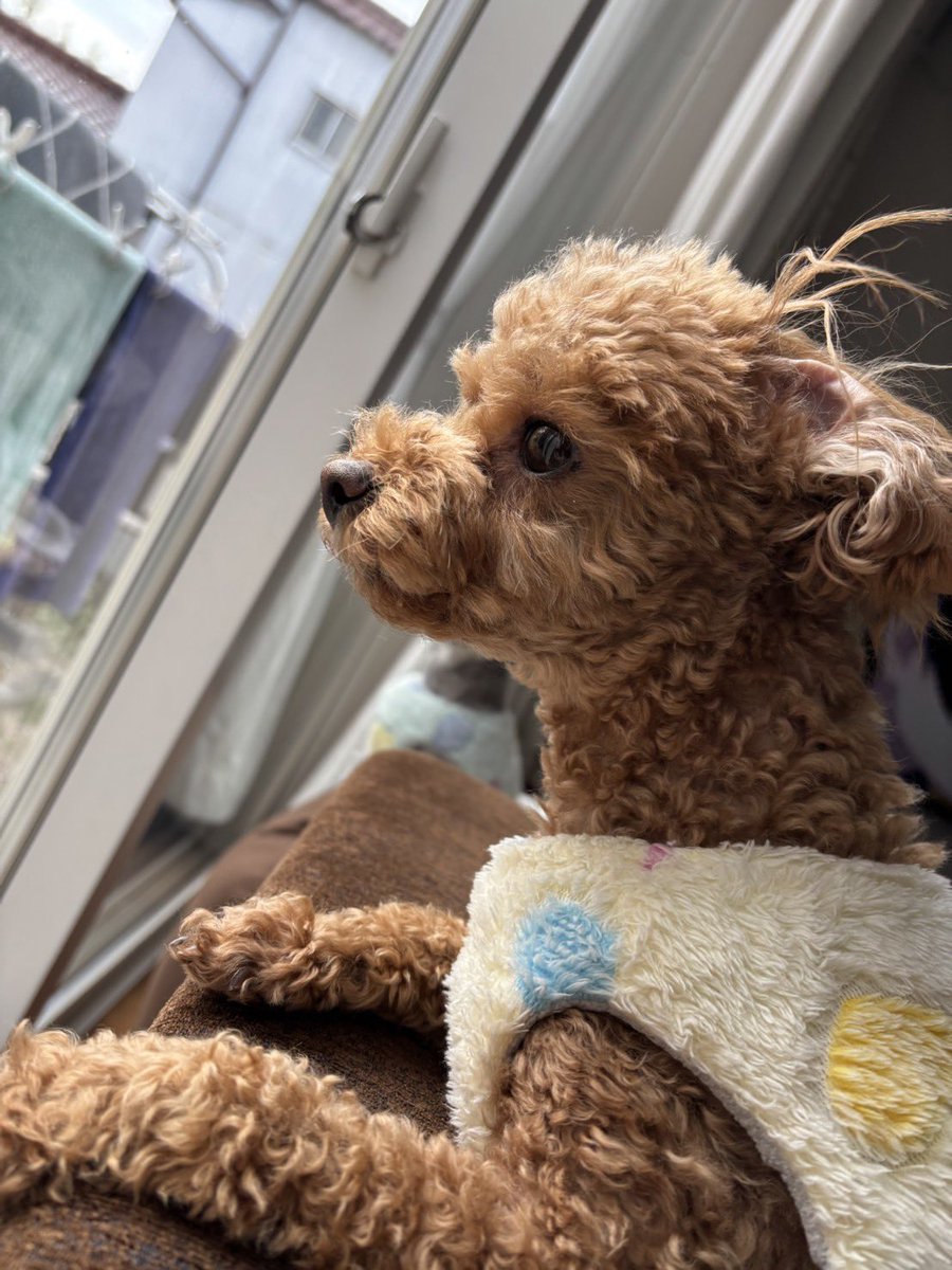 ふくろうまっしろしろ tweet media