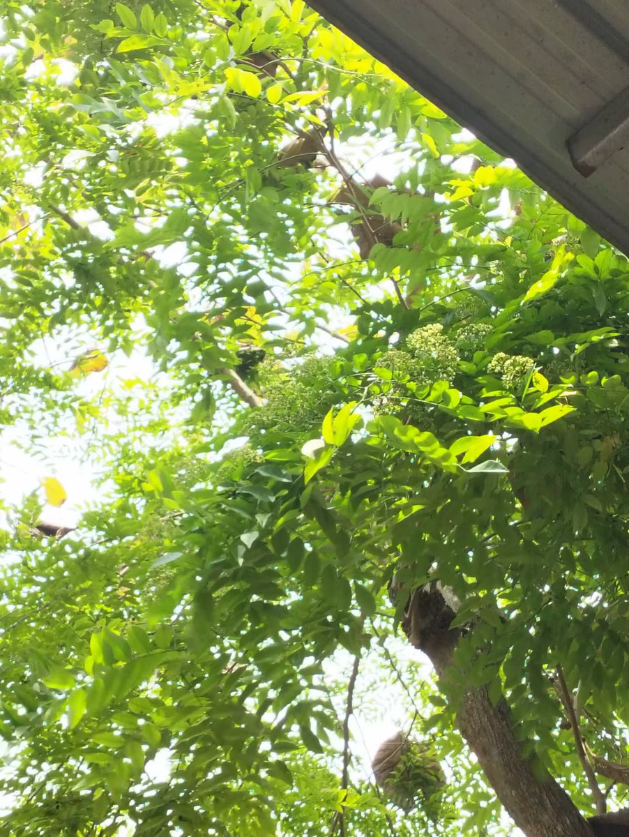 Sharon Gannon tweet media