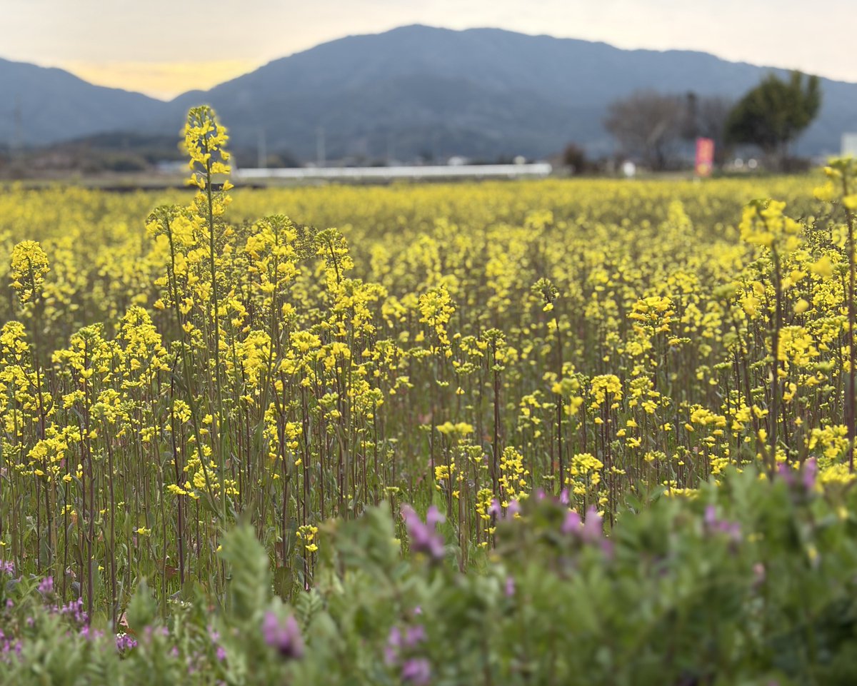 のんのん tweet media