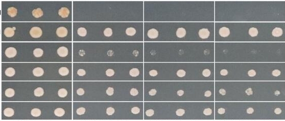 🧬 Unlock powerful protein interaction insights with our Yeast Two-Hybrid (Y2H) service!
✅ Access to 100+ cDNA libraries — FREE to use
✅ Reliable &amp; efficient screening
✅ Ideal for protein-protein interaction studies
ybiohub.com/%E7%94%9F%E7%8…
📩 Contact: Ybiohub@outlook.com