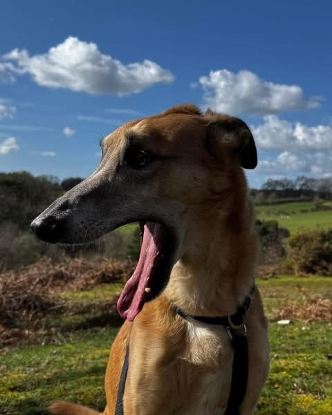 Lurcher SOS 🐾🐾 tweet media