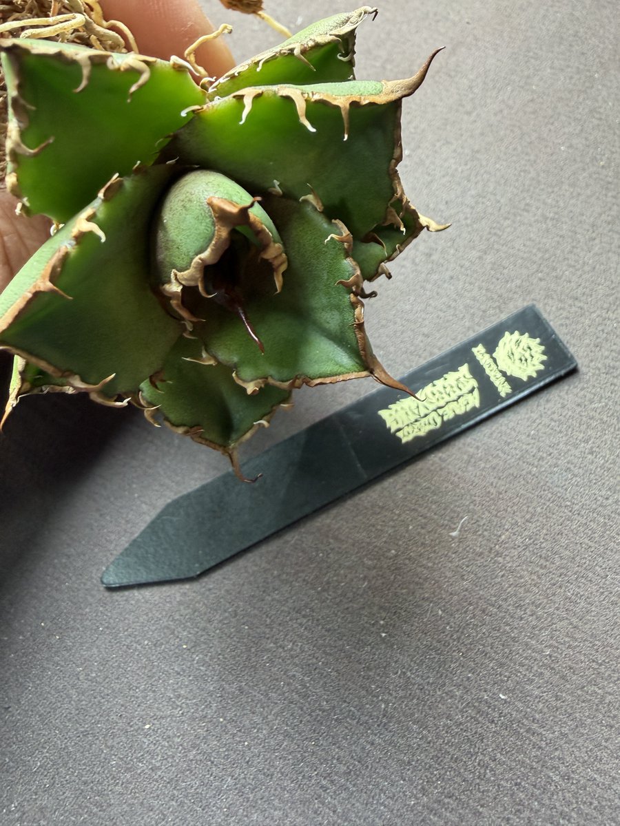 しらが tweet media