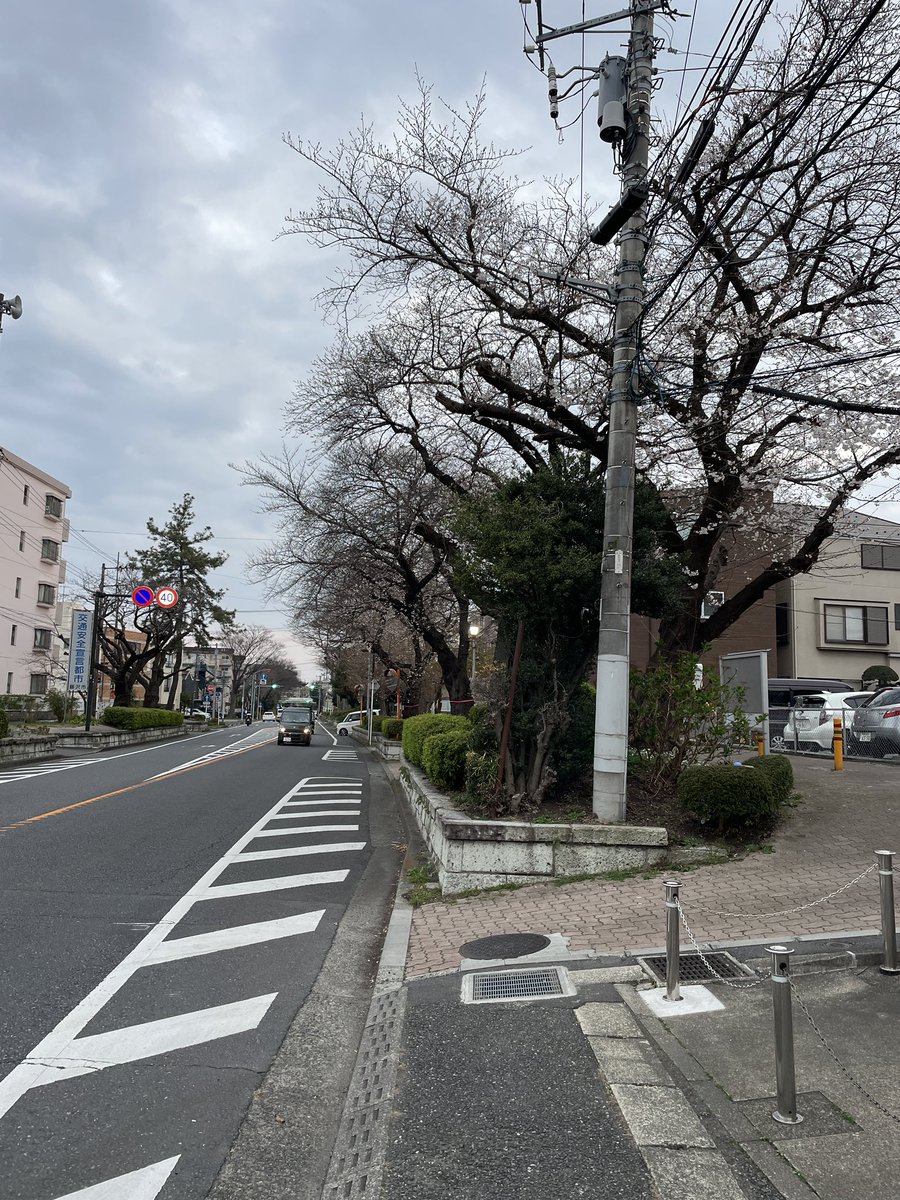 thin2(シンツー)@藤沢市で三毛猫と暮らせるしあわせ! tweet media