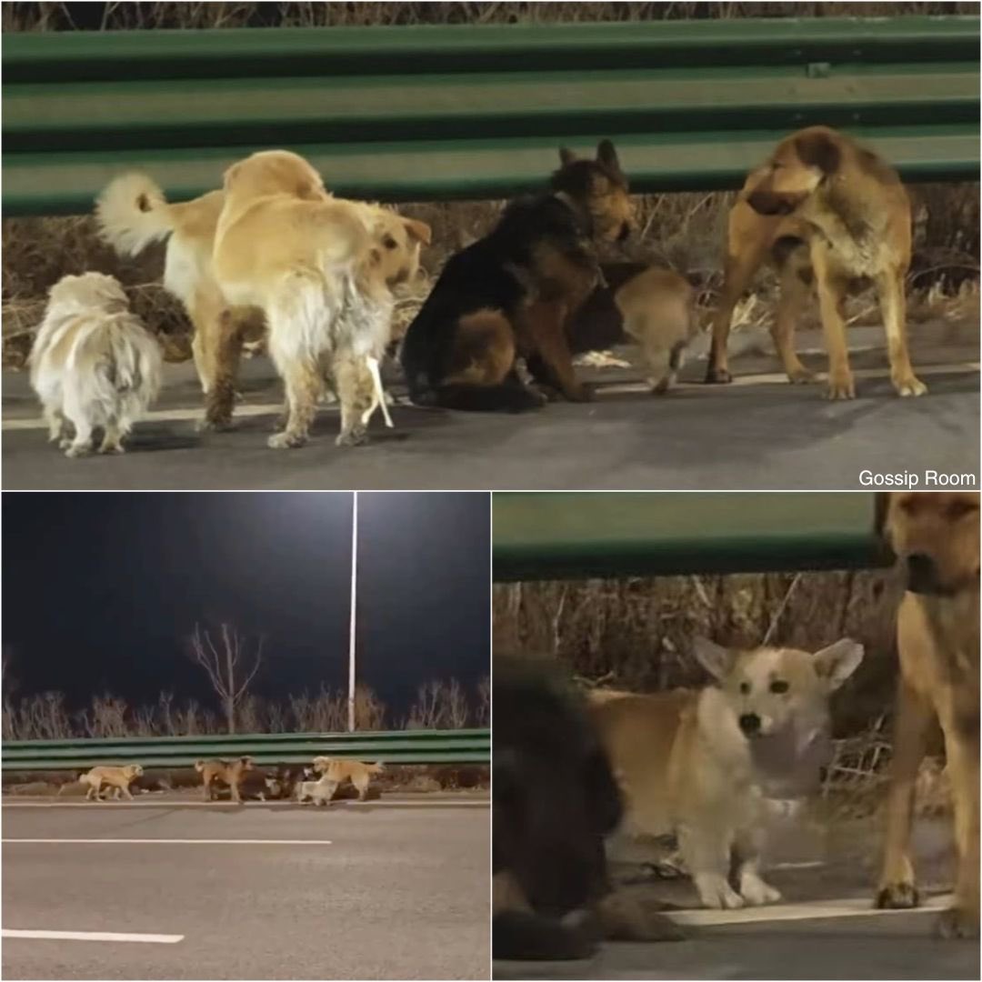 GOSSIP ROOM tweet media