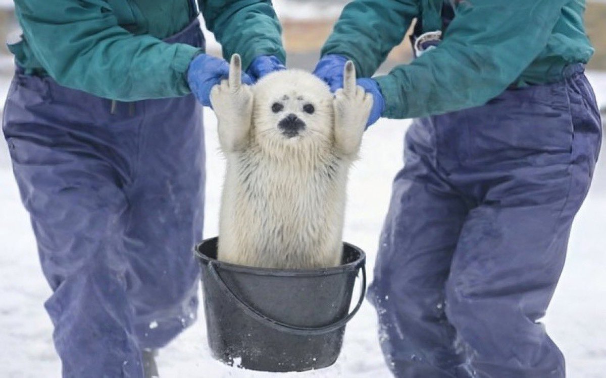 Wheezy (0xverSold) tweet media