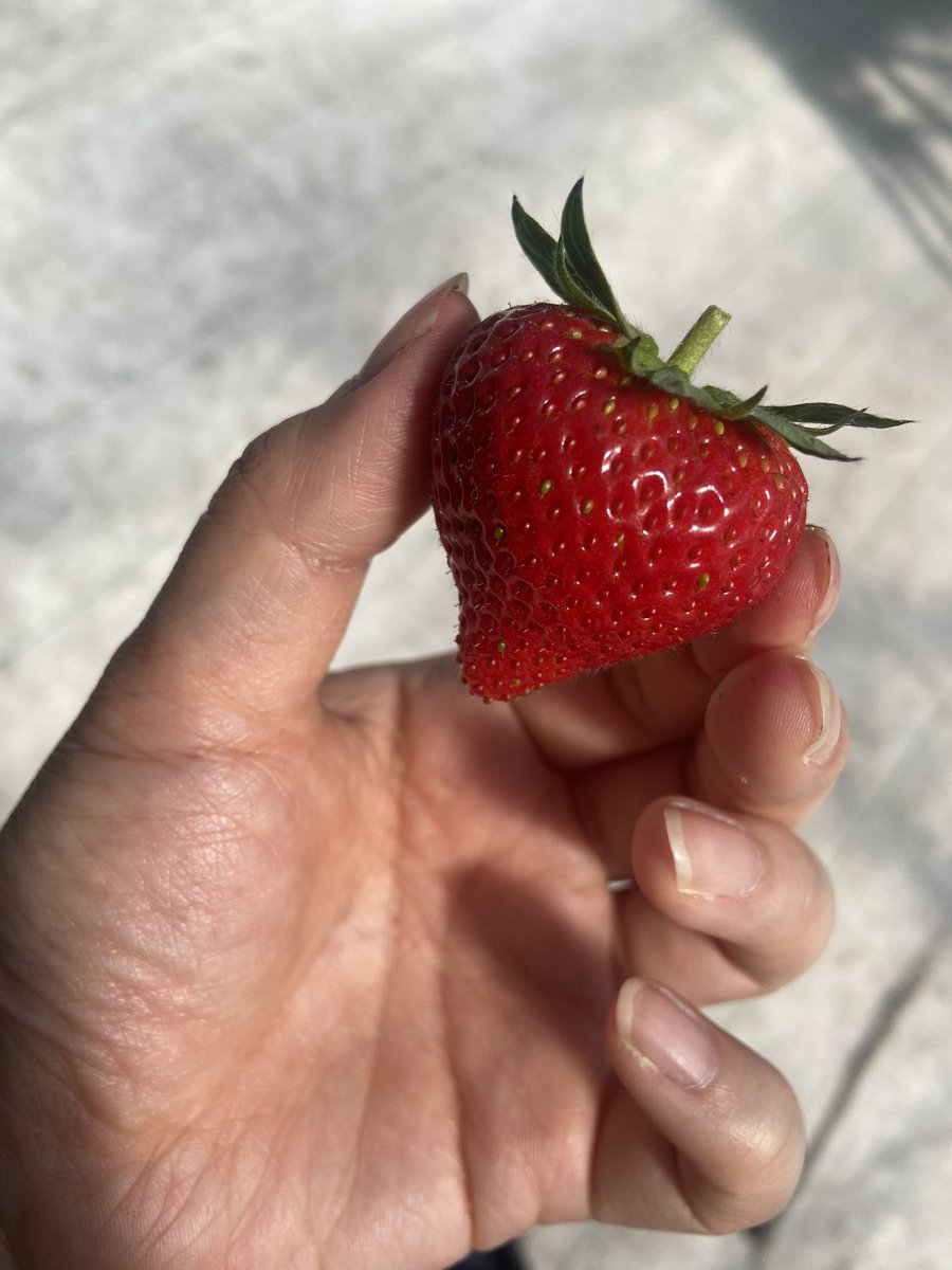 白香羽らく(シラカワ)💪ギルド秋葉原 コンカフェ💚 tweet media