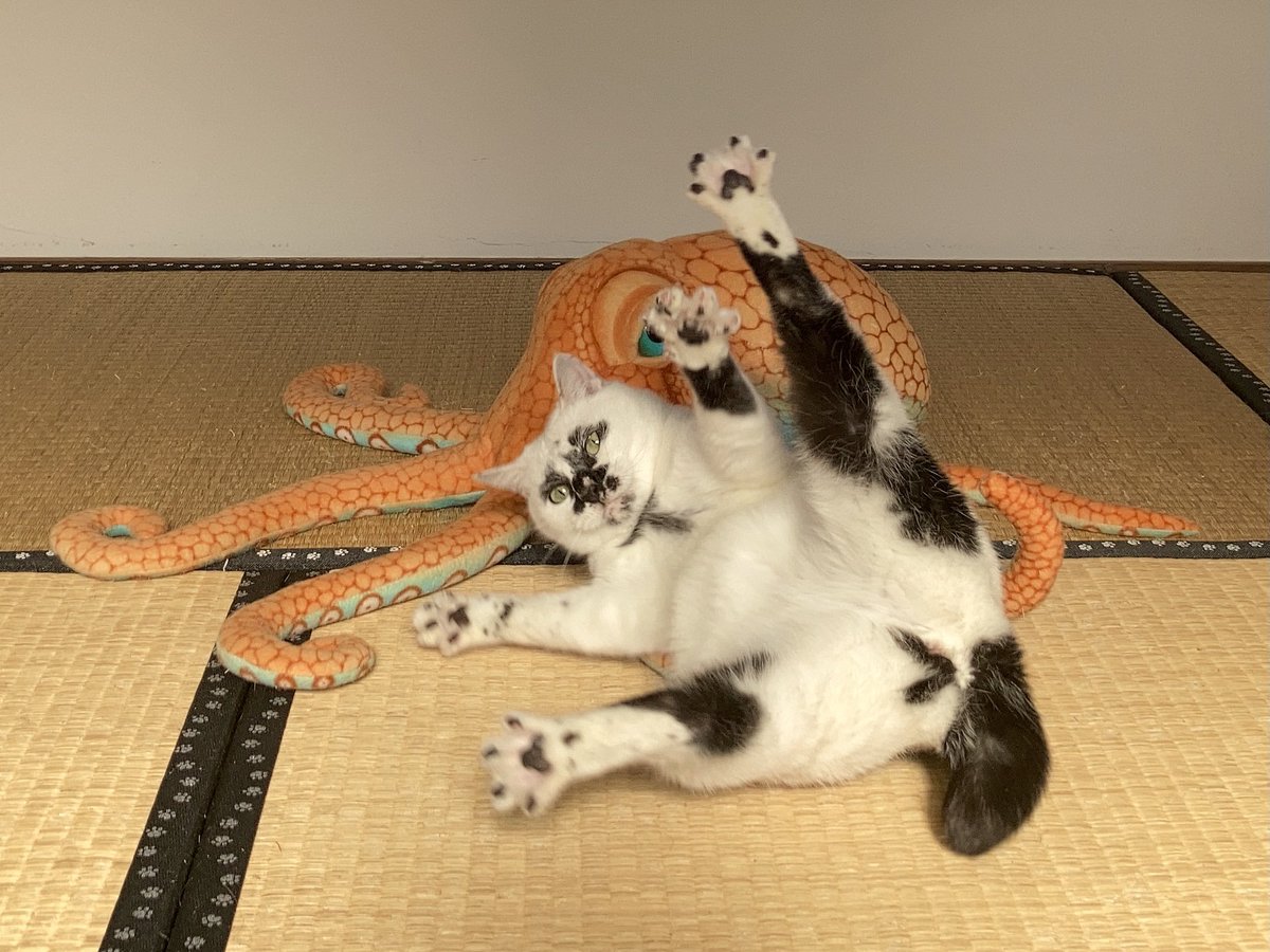 熱海 Muddy Cat tweet media