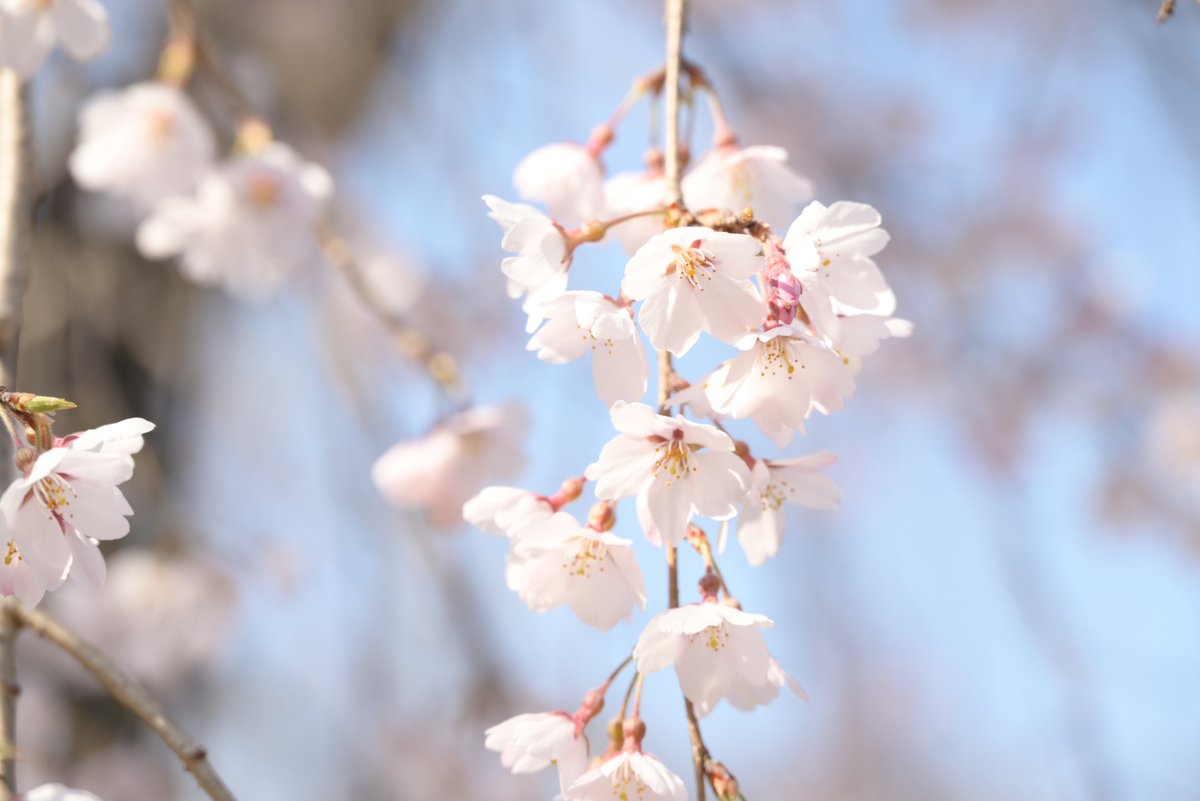 茨城県　常陸太田市 tweet media