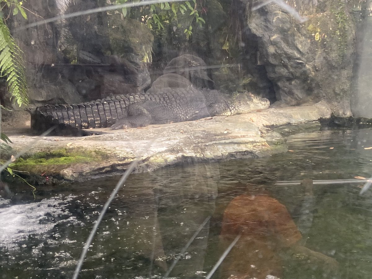 白香羽らく(シラカワ)💪ギルド秋葉原 コンカフェ💚 tweet media