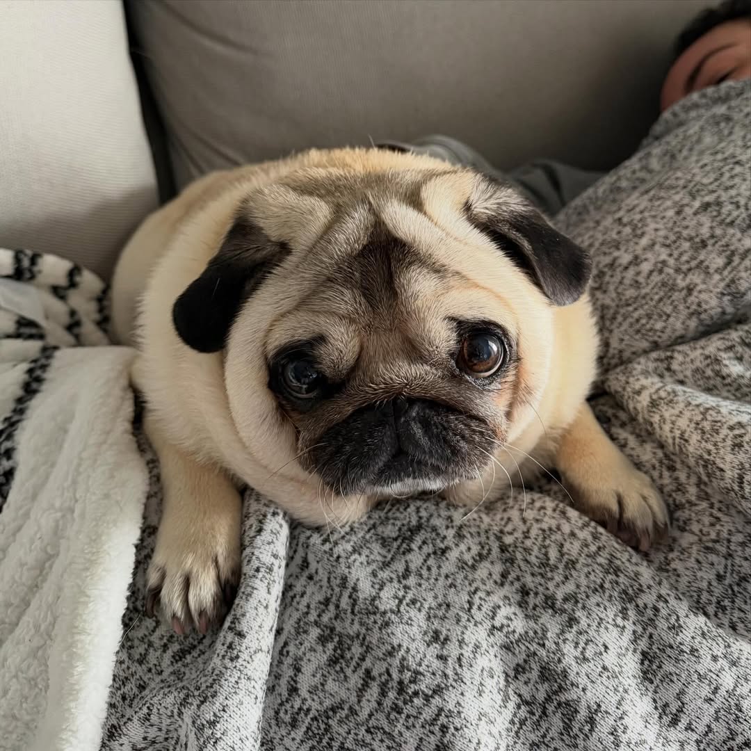 marymsmithson56's tweet image. Do you love this so cute 🥰🥰
#cute #pug #puglife