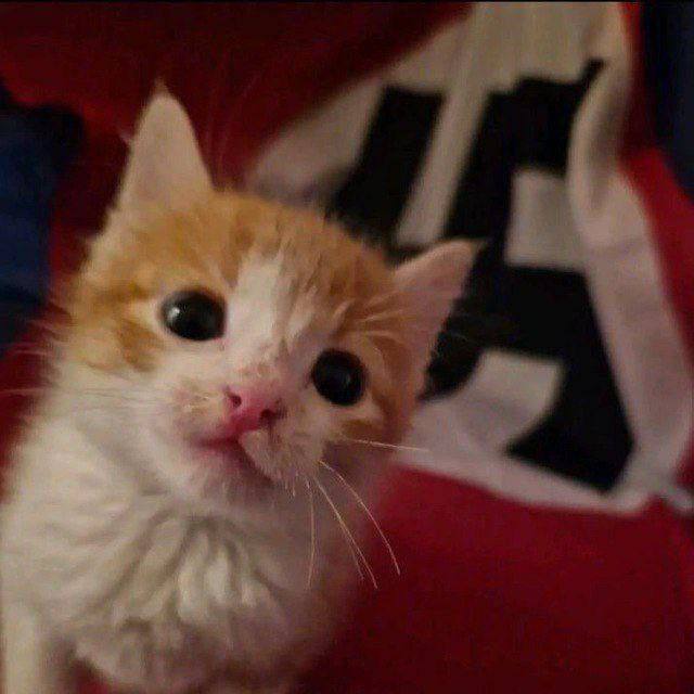 Far right Rob 🏴󠁧󠁢󠁥󠁮󠁧󠁿 tweet media