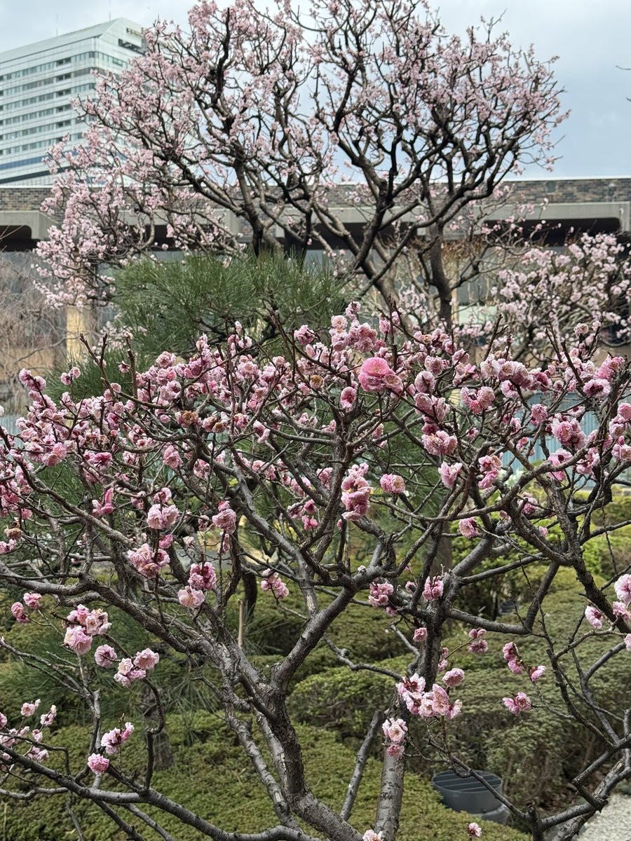 New ふくろう tweet media