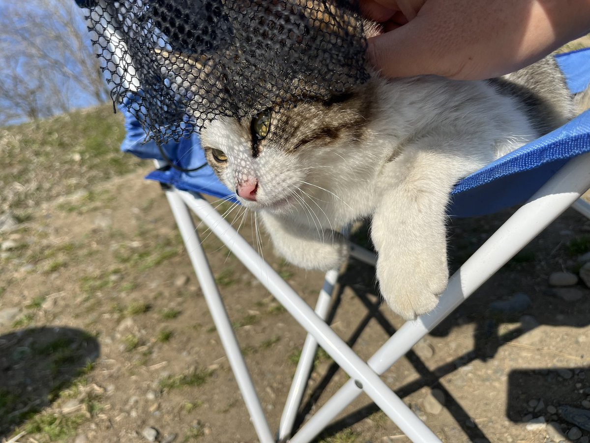 チバジギンガー tweet media