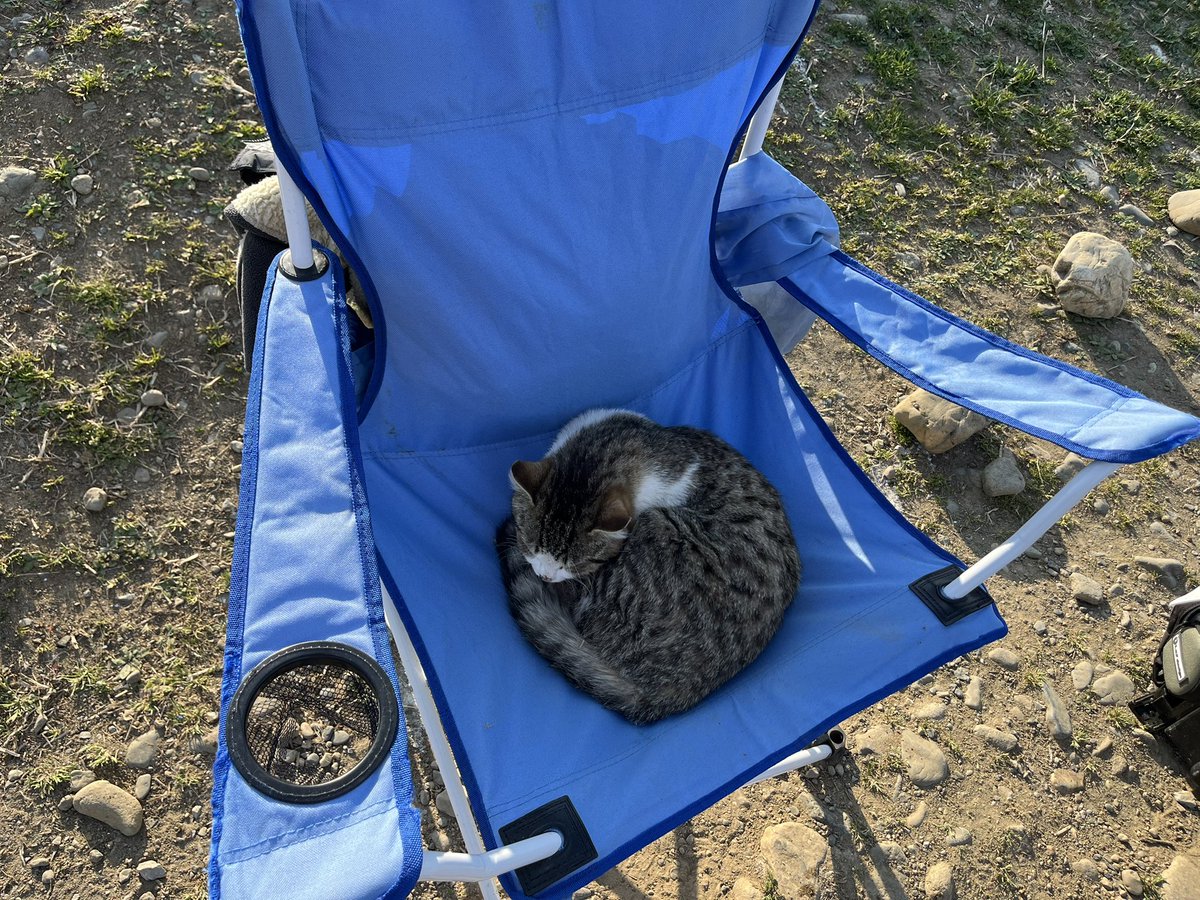 チバジギンガー tweet media