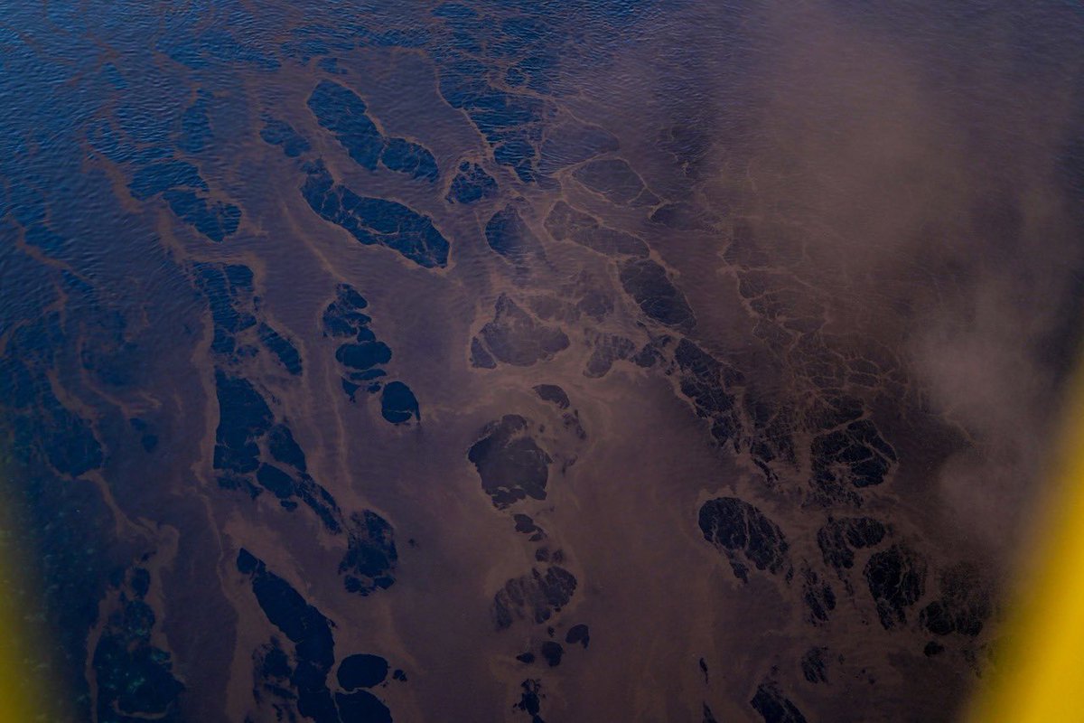 Paula Erizanu tweet media