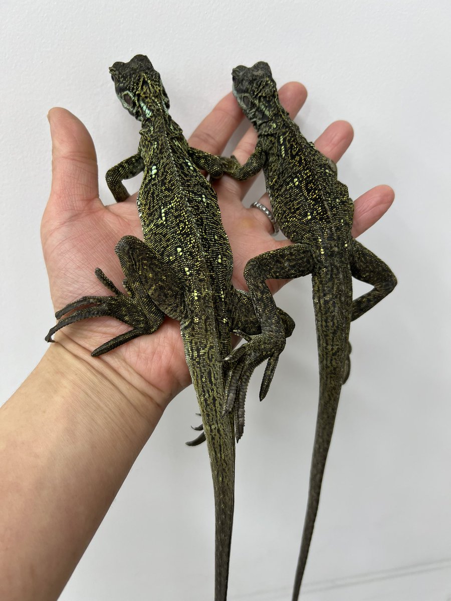 【＋libero. monster box】 〜上昇志向で自由な怪物の箱〜 tweet media