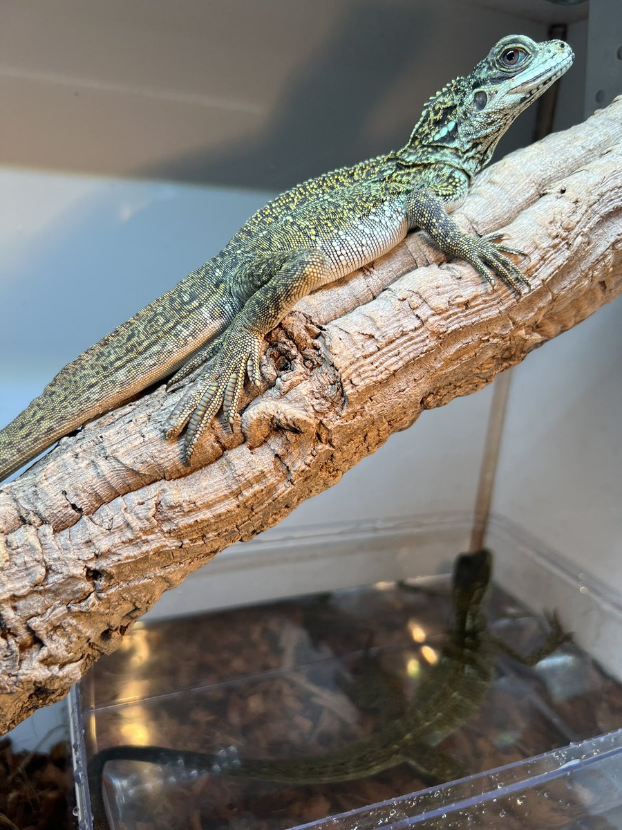 【＋libero. monster box】 〜上昇志向で自由な怪物の箱〜 tweet media