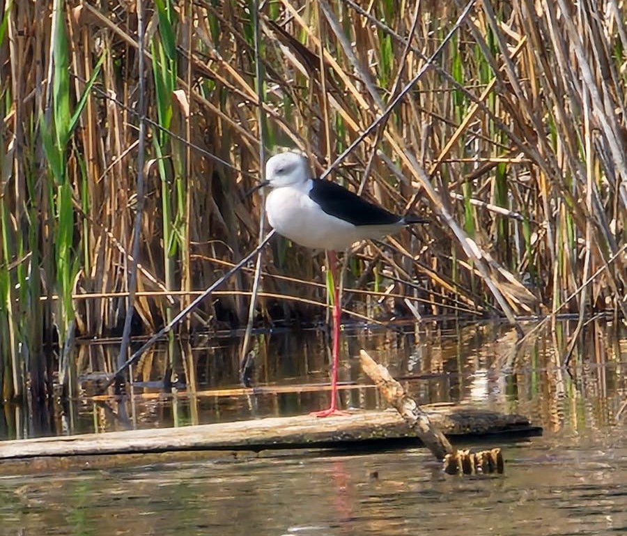 WWFitalia's tweet image. Buongiorno con il Cavaliere d'Italia dalla Riserva Naturale e Oasi #WWF Cratere degli Astroni, il cuore verde di #Napoli