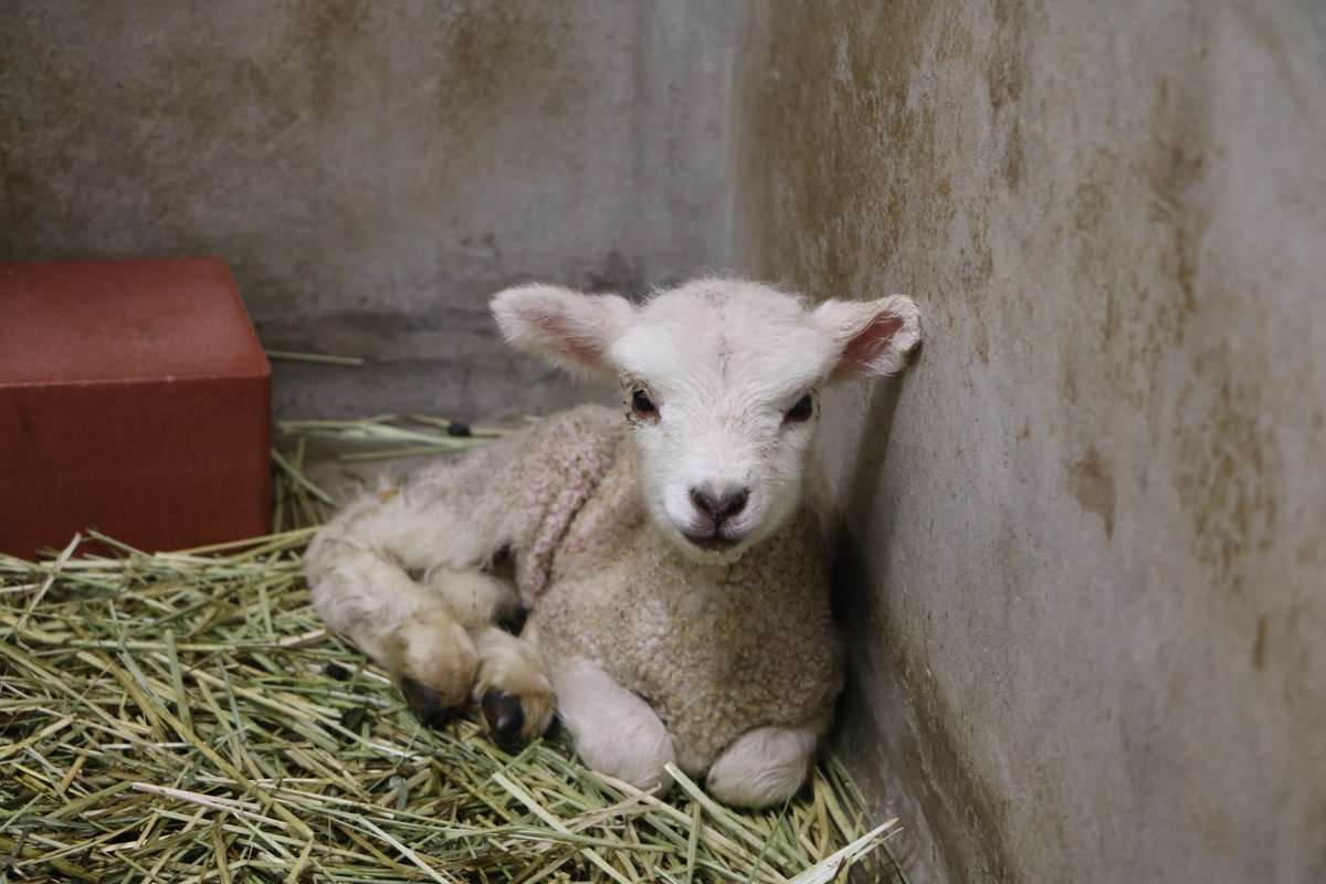 海の中道海浜公園 tweet media