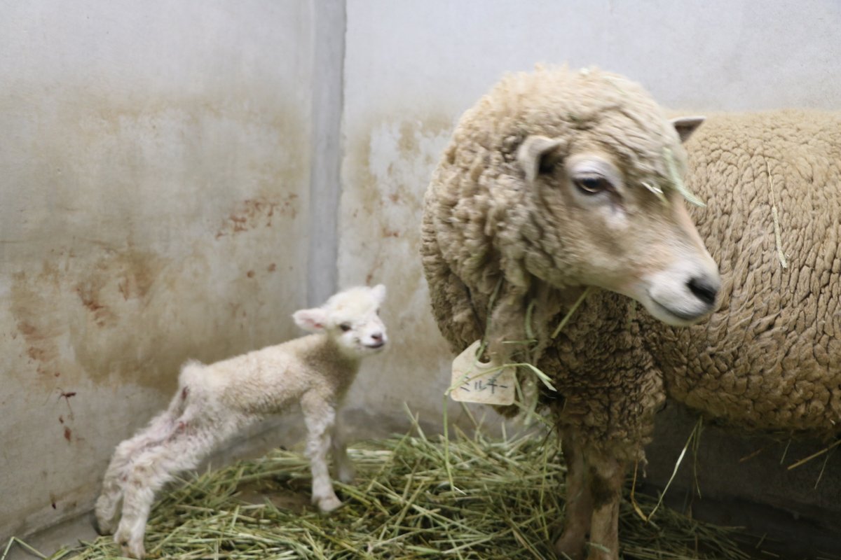 海の中道海浜公園 tweet media