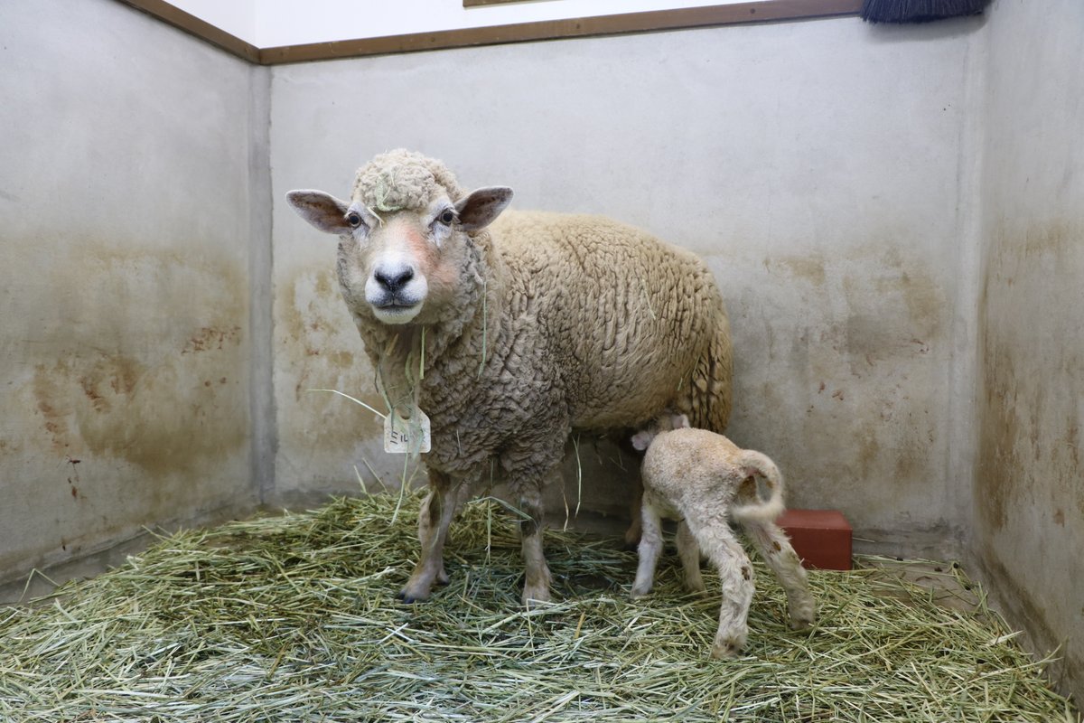 海の中道海浜公園 tweet media