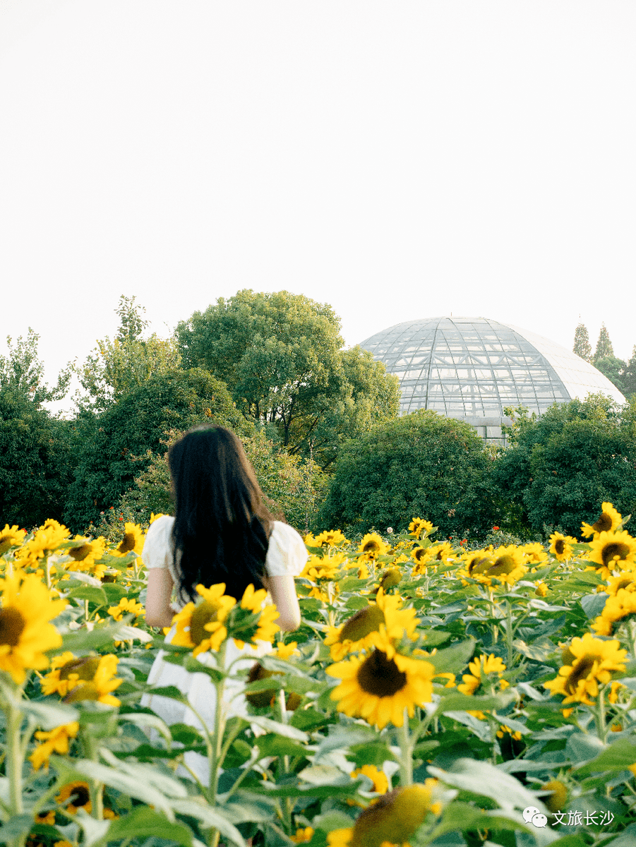 Mie Kitty Basini tweet media