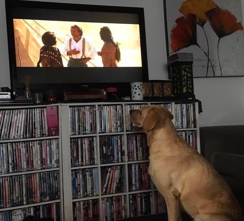 JDee73ee's tweet photo. @DEADLINE @modernwest My boy Billy watching #KevinCostner
💙 🐾 #Labrador https://t.co/LAW0OaM1J1