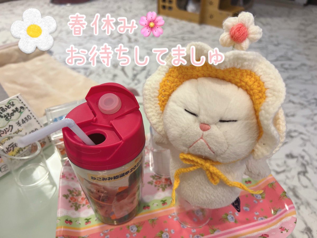 ねこカフェMimi tweet media